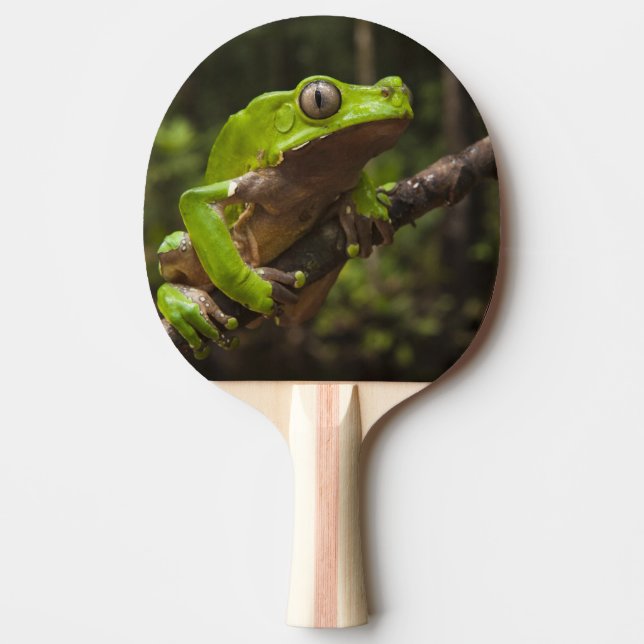 Raquette De Ping Pong Grenouille géante Phyllomedusa de feuille (Devant)