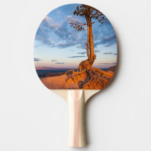 Raquette De Ping Pong L'arbre s'accroche au rebord, parc national de