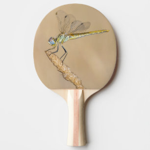 Raquette De Ping Pong Libellule Skimmer Femelle Insecte (CC BY 4.0) Ping