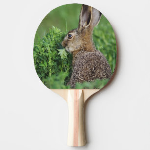 Raquette De Ping Pong Lièvre Brown, Lepus europaeus, alimentation jeune,