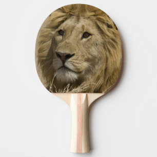 Raquette De Ping Pong Lion d'Afrique, Panthera leo, Portrait d'un