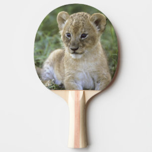 Raquette De Ping Pong Lion, Panthera africains Lion), la Tanzanie,