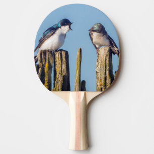 Raquette De Ping Pong Male et femelle Tree Swallow