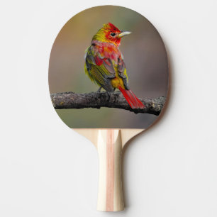 Raquette De Ping Pong Moulage de Tangère - Photo originale