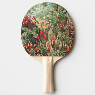 Raquette De Ping Pong Mousses, Muscinae Laubmoose par Ernst Haeckel