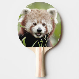 Raquette De Ping Pong paddle ping pong Photo panda rouge, animaux.