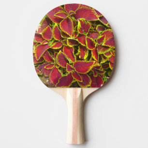 Raquette De Ping Pong Pagaie de ping à fleur rouge Coleus