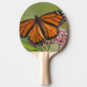 Raquette De Ping Pong Papillon monarque mâle sur asclépiade incarnate