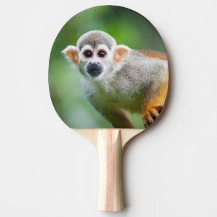 Raquette De Ping Pong Plan rapproché d'un singe-écureuil commun