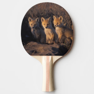 Raquette De Ping Pong renard roux, Vulpes vulpes, kits