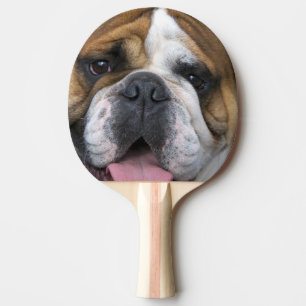 Raquette De Ping Pong Un bouledogue anglais en Belgique.