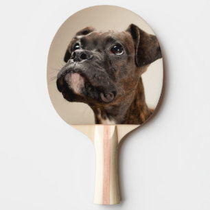 Raquette De Ping Pong Un chiot Brindle de boxeur recherchant