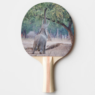 Raquette De Ping Pong Un éléphant pour l'acia