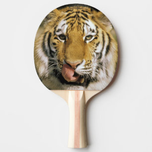 Raquette De Ping Pong Zoo de Tiger Michigan