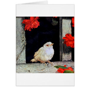 RARE albino bird