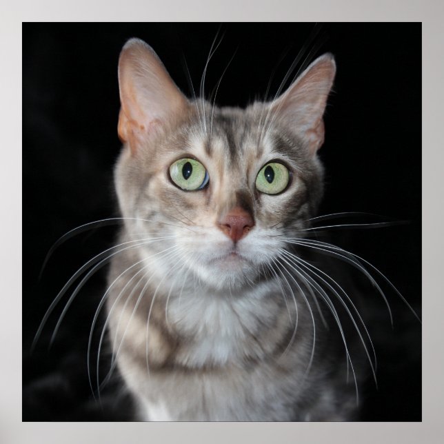 Rare Blue Marbled Bengal Cat Photograph Poster (Vorne)