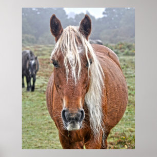 Rare Wild New Forest Palomino Pony Hampshire, UK Poster
