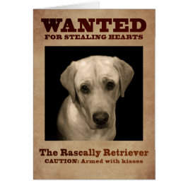 Rascally Retriever, alias gelber Labrador