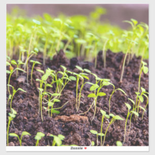 Rasen Aufkleber