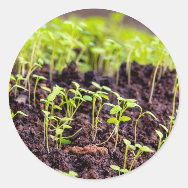 Rasen Runder Aufkleber (Vorderseite)