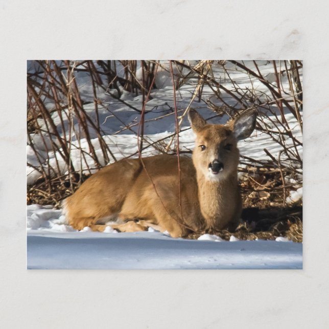 Rasenflächen Postkarte (Vorderseite)
