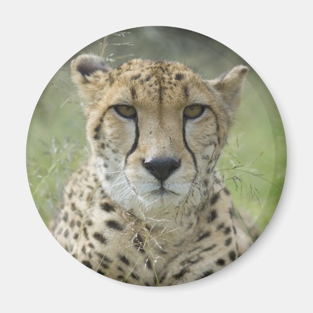 Rasenruhen Magnet (Vorne)