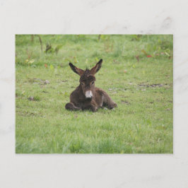 Rasenruhen Postkarte