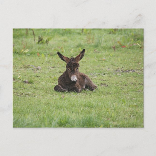 Rasenruhen Postkarte (Vorderseite)