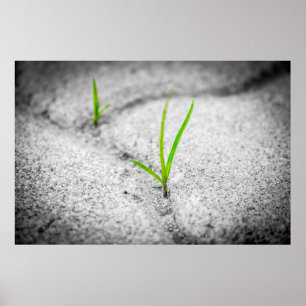 Rasensteine aus Poesie Poster