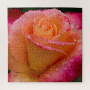 Rasierapparate auf Rose 20x20