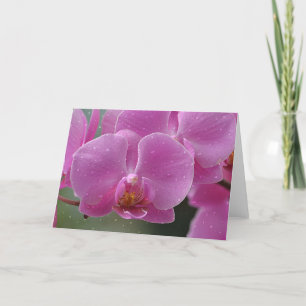 Rasiergruppen auf Orchids Karte