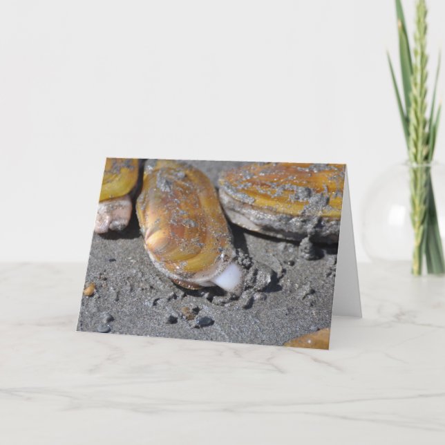 Rasiermesser-Muscheln Karte (Vorderseite)