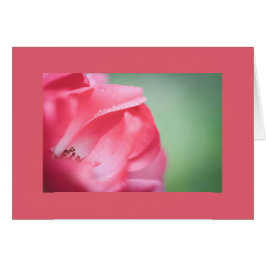 Rasierropfen auf einer Rose