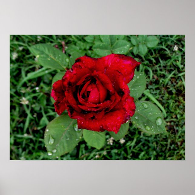 Rasierropfen auf einer Rote Rose Poster (Vorne)