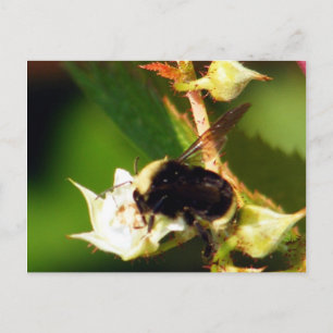 Raspberry Bee Postkarte