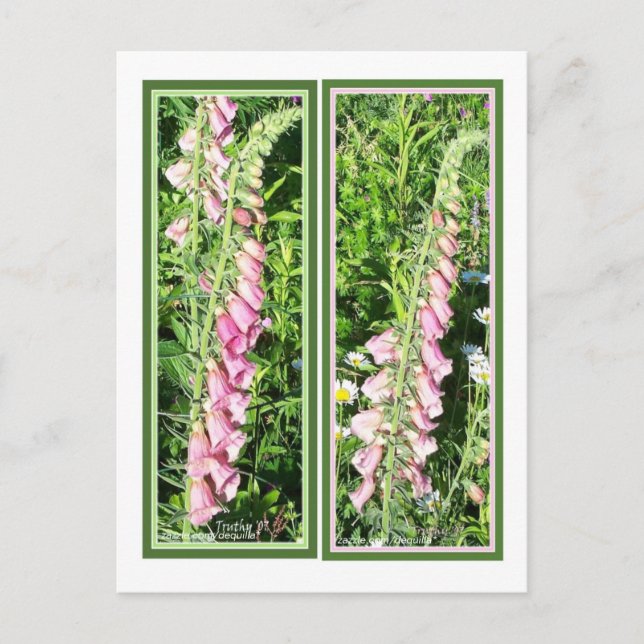 RASPBERRY FOXGLOVE LESEZEICHEN POSTKARTE (Vorderseite)