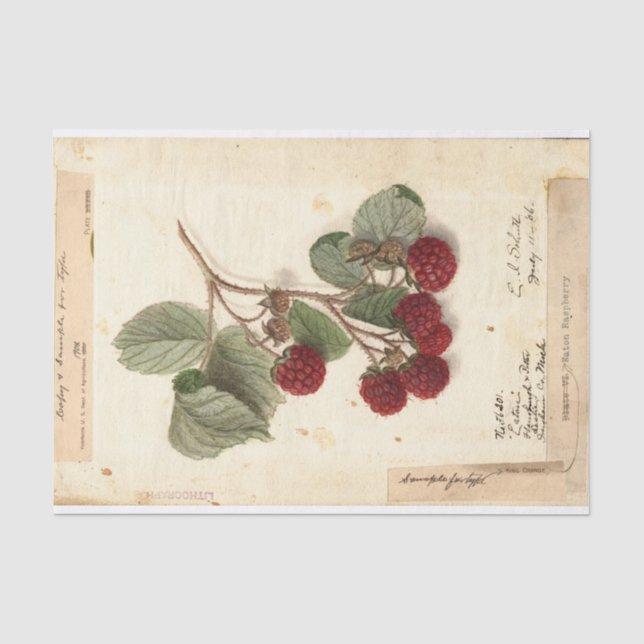 Raspberry Illustration von USDA 1908 Seidenpapier (Vorderseite)