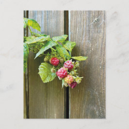 Raspberry Postcard Postkarte