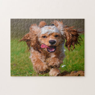 Rasse Cockerspaniel.