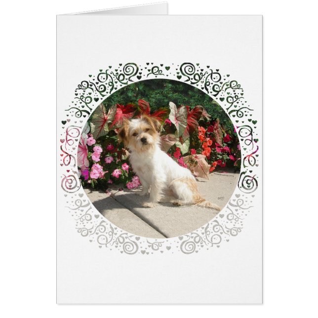 Rasse für gemischte Terrier (Vorne)