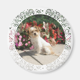 Rasse für gemischte Terrier Magnet