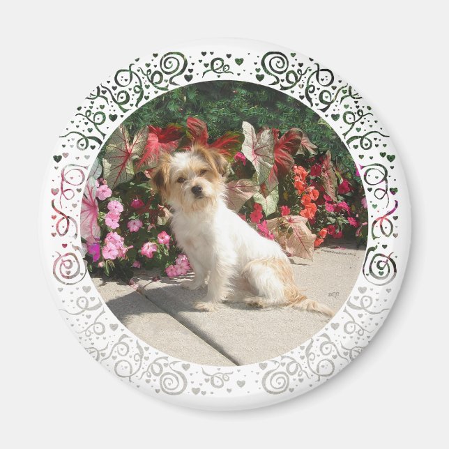 Rasse für gemischte Terrier Magnet (Vorne)