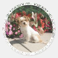 Rasse für gemischte Terrier