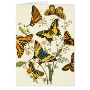 Rassemblement coloré des papillons et des