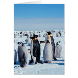 Rassemblement de pingouin