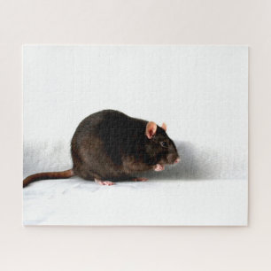 Rat 16x20 520pc jpcna