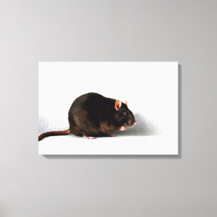 Rat 24x16 (60x40cm) Waccna Leinwanddruck