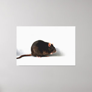Rat 60x40 (150x100cm) Bilder in Leinwand drucken