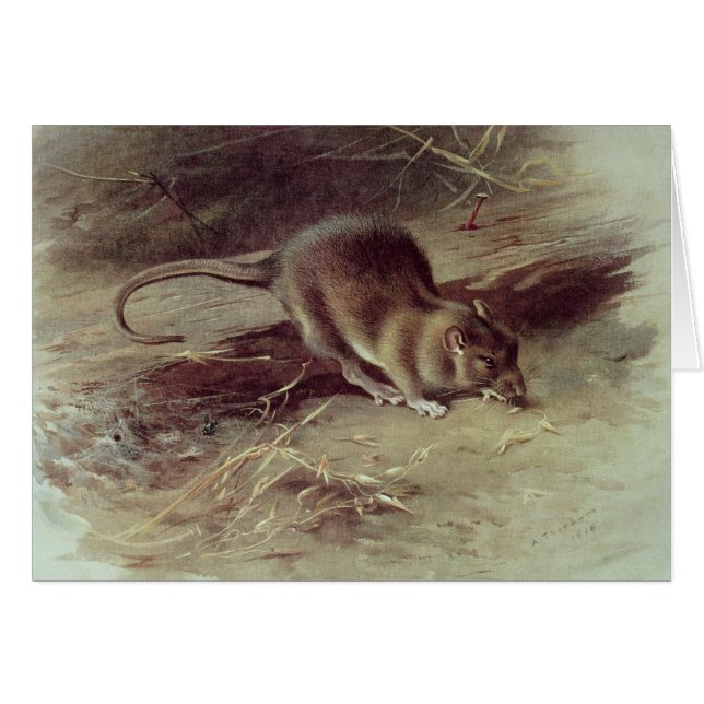 Rat Brown 1918 (Devant horizontal)