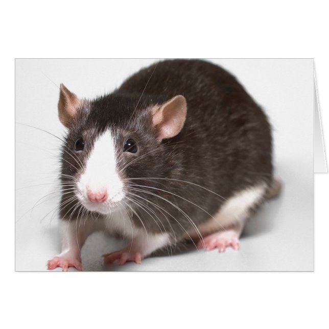 Rat Brown Avec Lame Blanche Sur Le Nez (Devant horizontal)